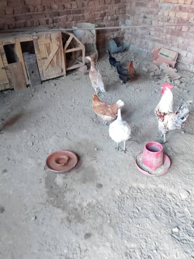 murghian duck  for sale