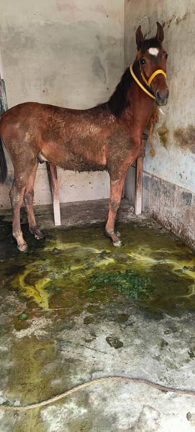 برینڈ وچھیرا فارسیل