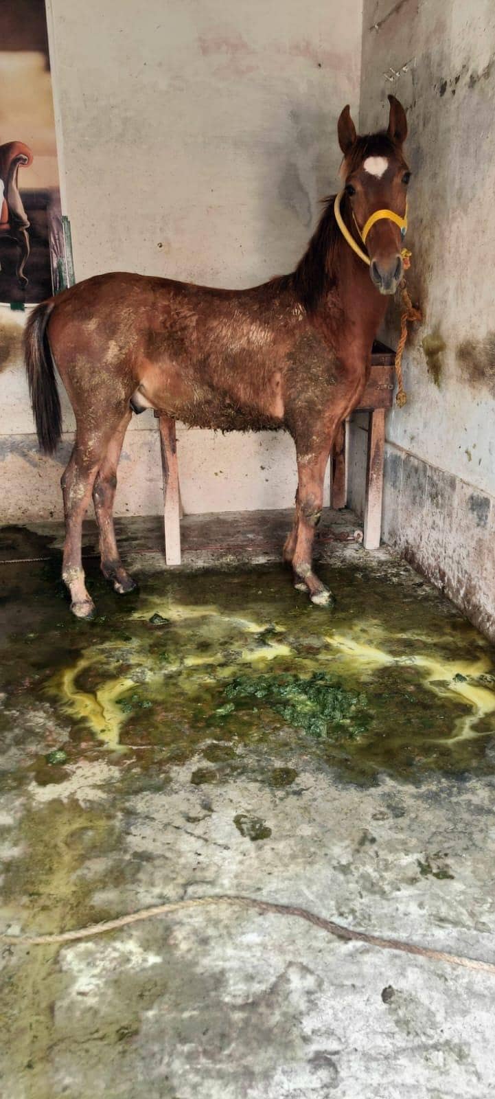 برینڈ وچھیرا فارسیل 1