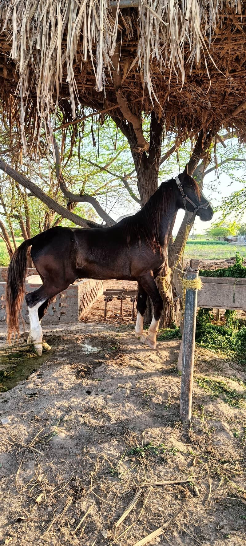 برینڈ وچھیرا فارسیل 2