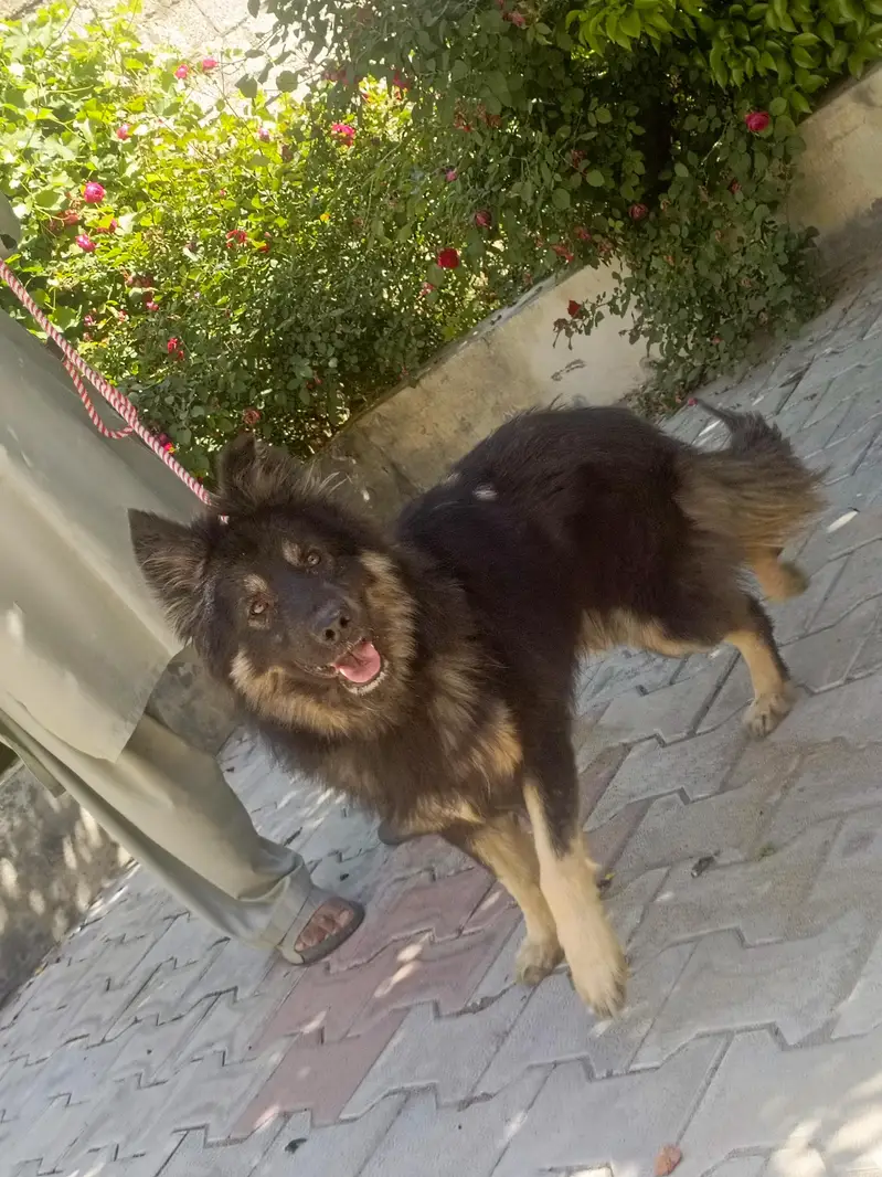 German Shepherd