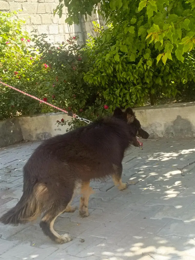 German Shepherd — photo 2