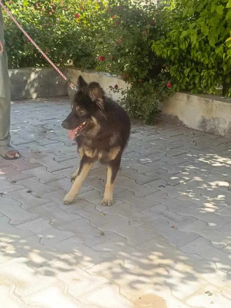 German Shepherd — photo 3