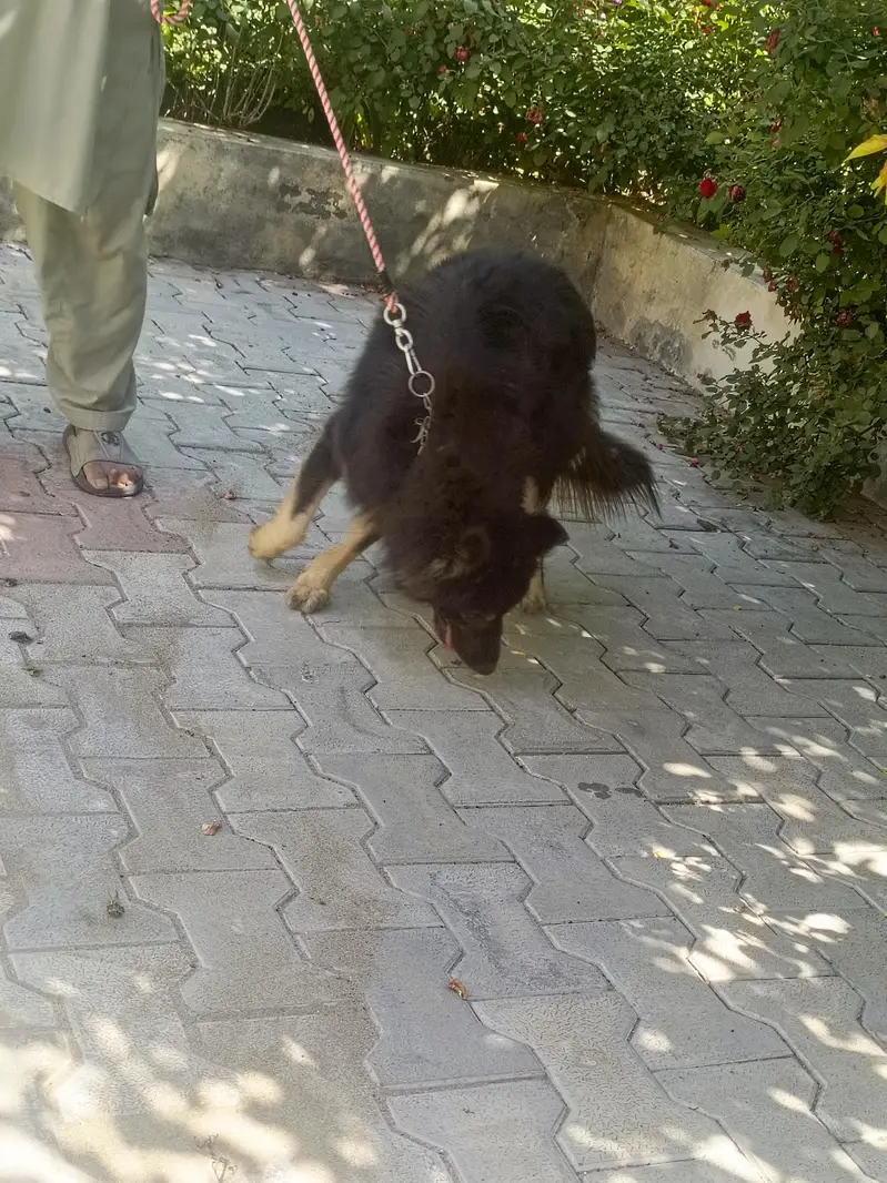 German Shepherd — photo 4