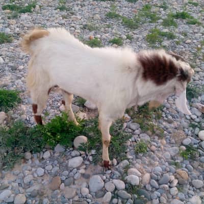 Qurbani kliy 4oga bkra