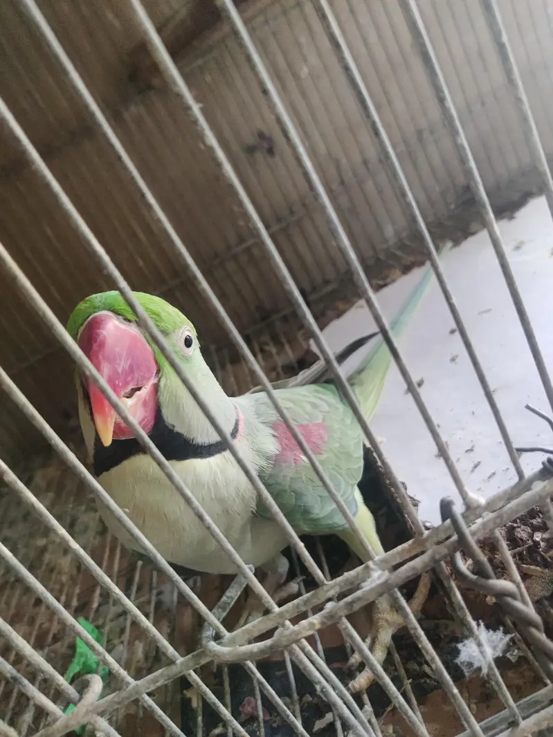Raw 200%  breeder pair — photo 3