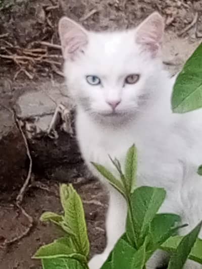Persian Cat single coated with two color eyes