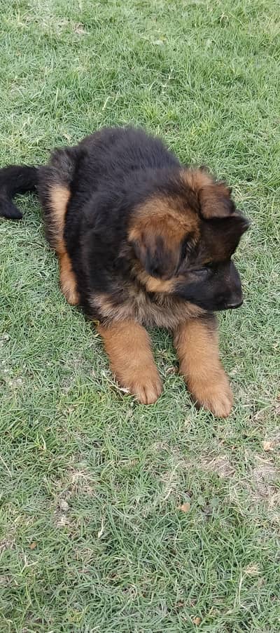 German Shepherd long coat