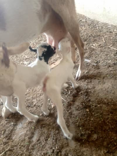 Bakra And bakri 2 bacho ka sath