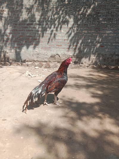 long tail miawali aseel