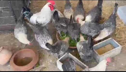 16 murgaiyan hai our Aik murga hai