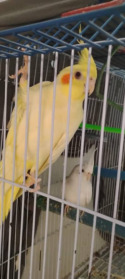 Eno female and cream female