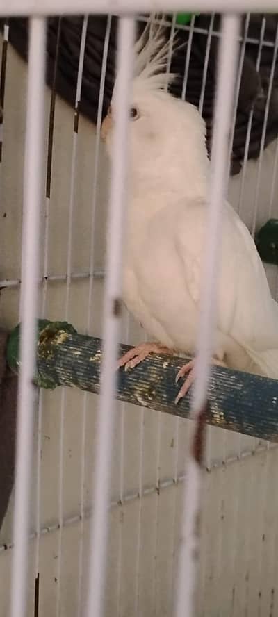 Eno female and cream female