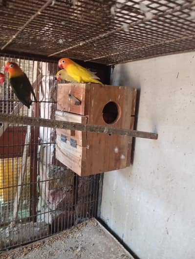 lovebirds for sale