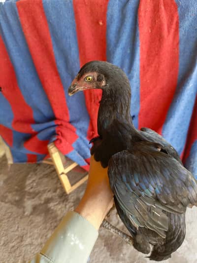 Aseel Pair | Cheena | Mushka