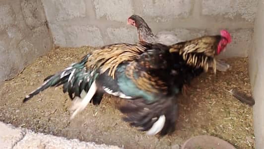 urgent sell active pair