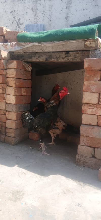 Aseel Bengum+Aseel Murghi thai