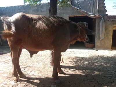 beautiful breeder nili nasal ka dunda fresh  03184896276