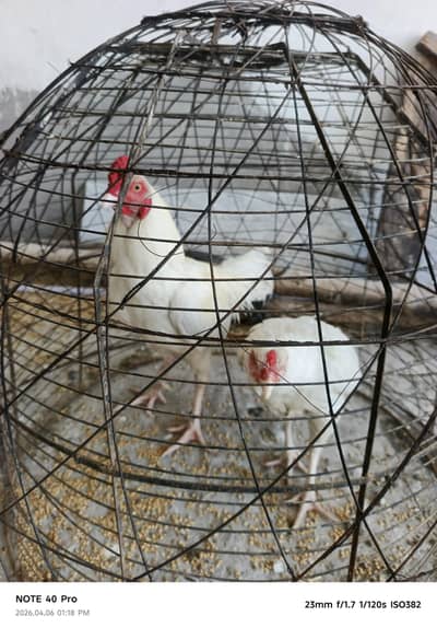 White aseel chicken male & female