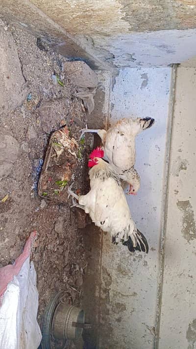 original live Sussex for sale health and active