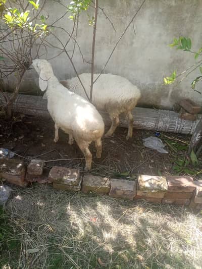 6 month k 2 dumbay for sale