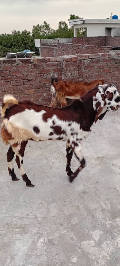 Out class nagra daba for sale 95000 35 inch height