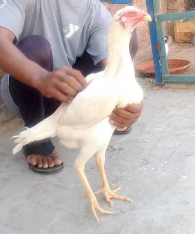 pure aseel shamo | king size white shamo | high quality | Pure Breed