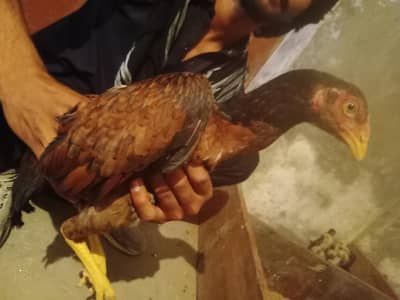 Aseel hen with 6 chicks