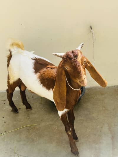 I am selling my goats urgent