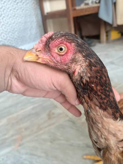 aseel setup for sale