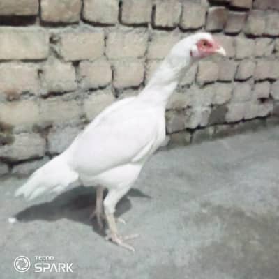 aseel hera murghi fore sale ha white ankh noke nali ma ha