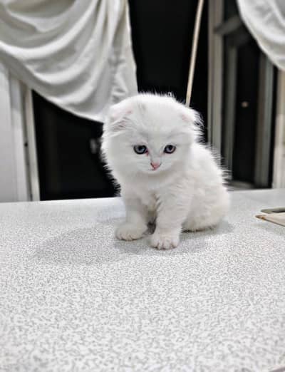 Scottish Fold Kittens for Sale