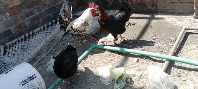 Egg lying hens and Rooster (Murgha)