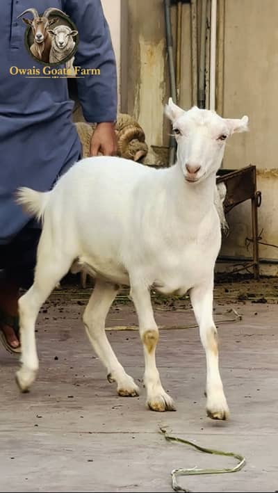 Teddy Quality Collection Availabe