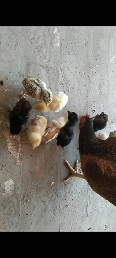 9چیکس میانوالی بریڈ