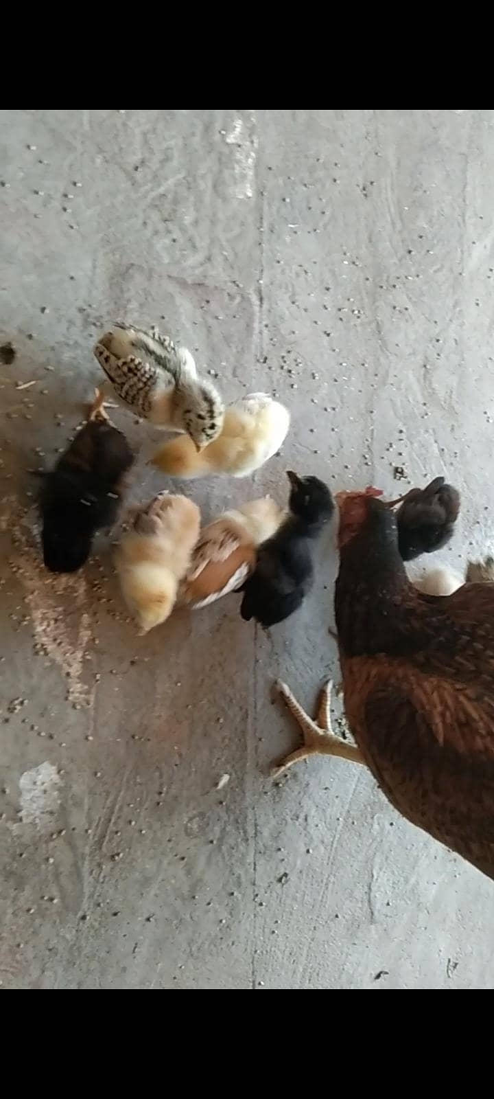 9چیکس میانوالی بریڈ 0