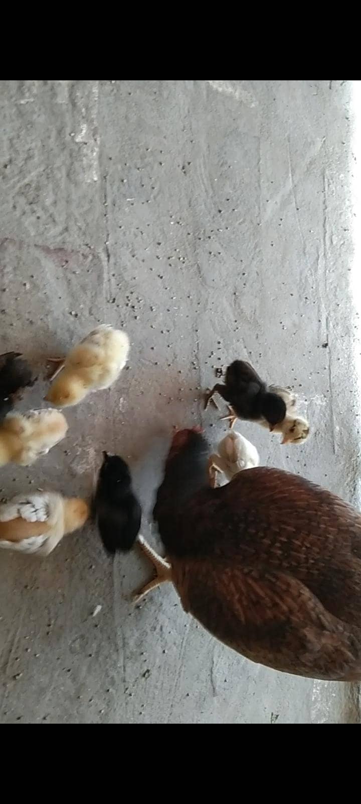 9چیکس میانوالی بریڈ 1