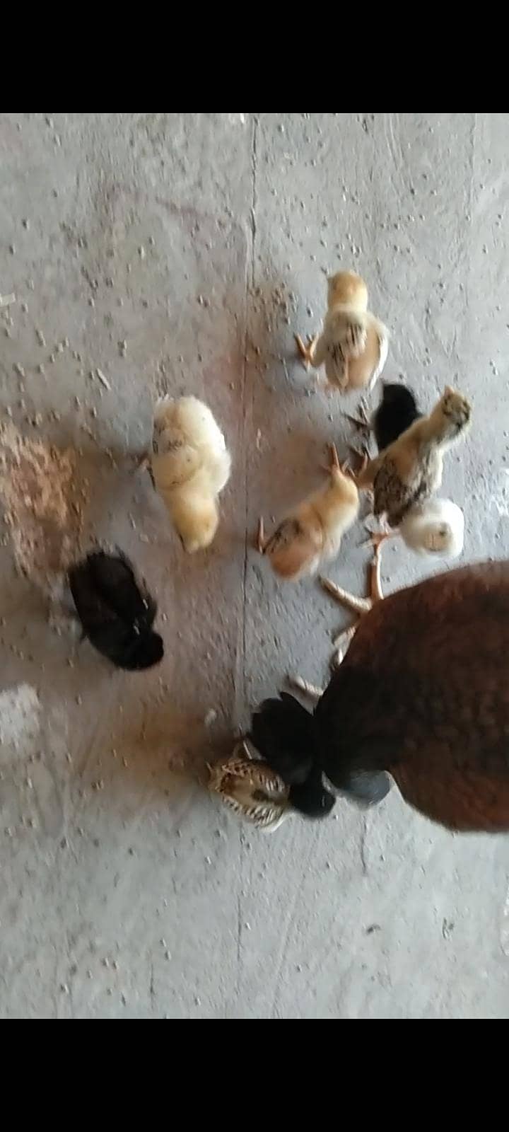 9چیکس میانوالی بریڈ 2