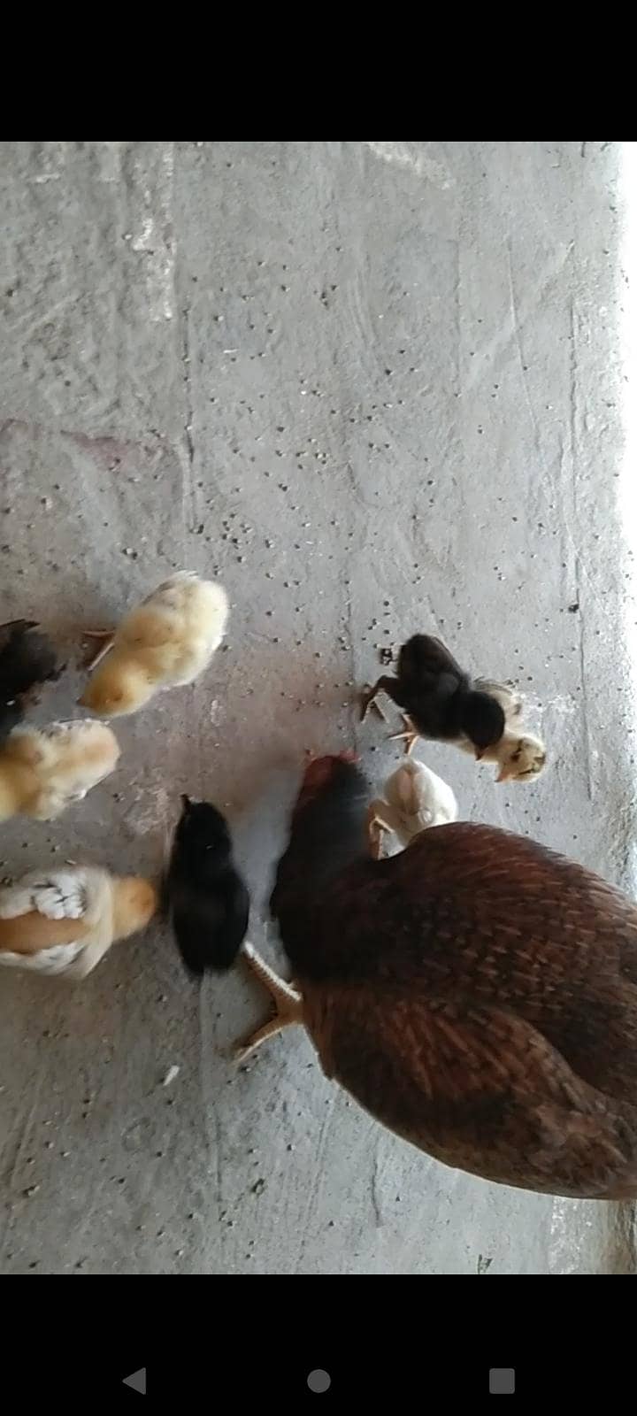 9چیکس میانوالی بریڈ 3