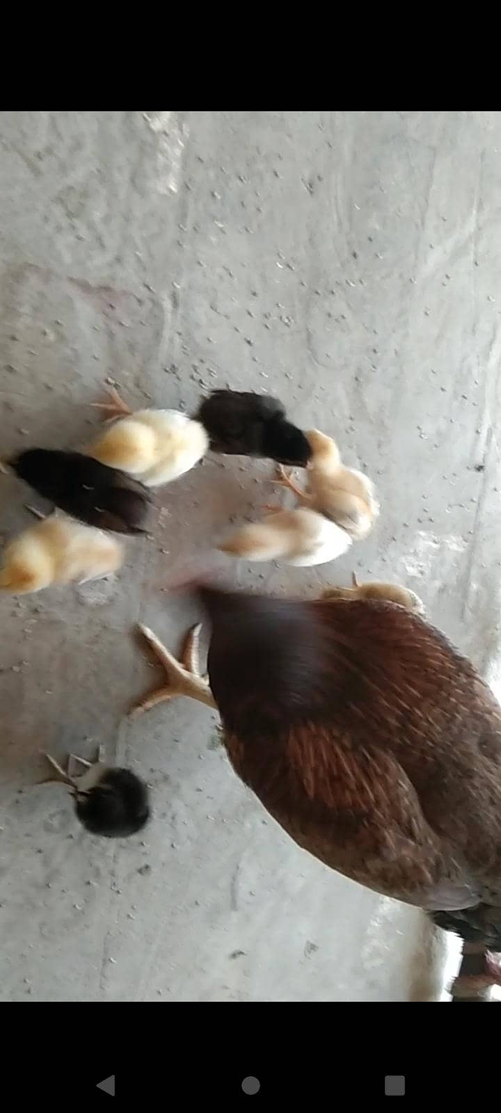 9چیکس میانوالی بریڈ 4