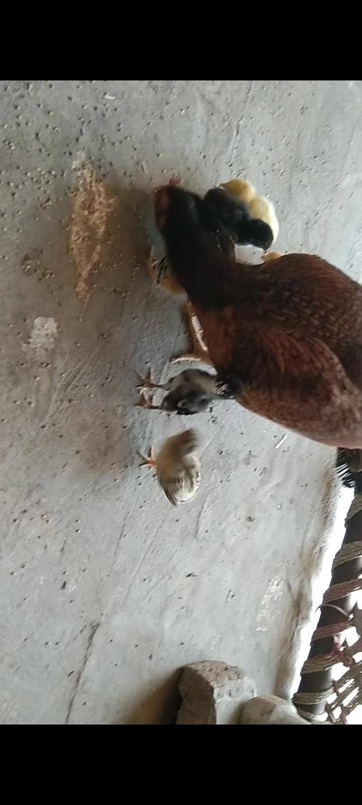 9چیکس میانوالی بریڈ 5