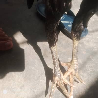 mere paas ek Thai or lasani patha majud hai Kisi bhai ne kharidna ha