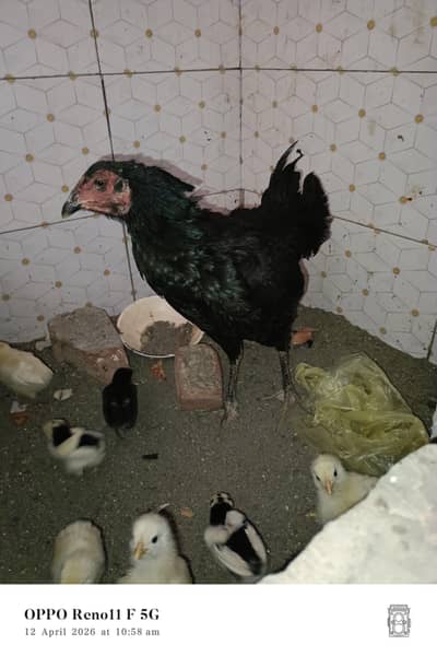 Thai cross female with 3 aseel chicks