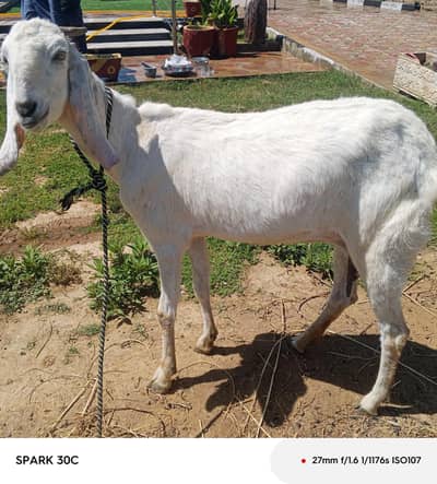 confom Gaben bakri 75days