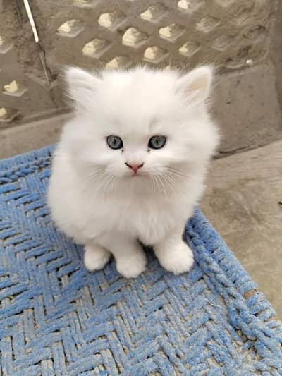 Persian cats My WhatsApp 03436966924 ///@&#$5@$3@#$