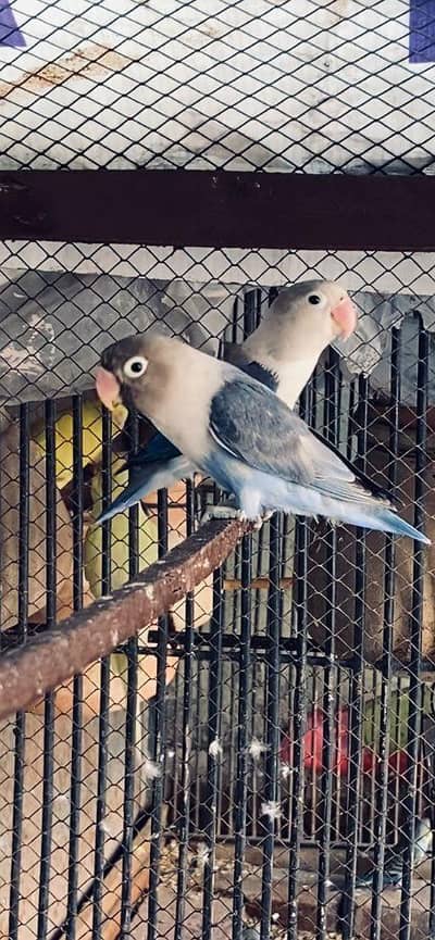 Love bird pair black head personata and blue opline feamale pair