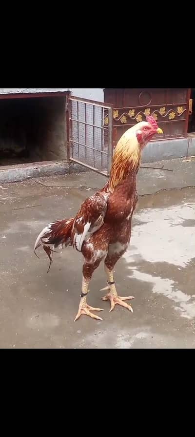 khubsorat active and healthy breader