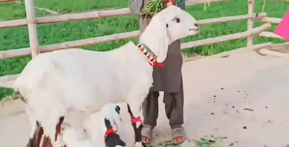 teen bacchon wali gulabi bakri for sale call on 03348310322