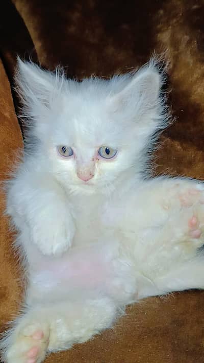 Persian Fluffy Kittens available | White,Golden&Gray | Litter trained
