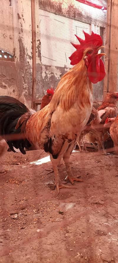 Desi/Rooster/Desi Murga/Murgha